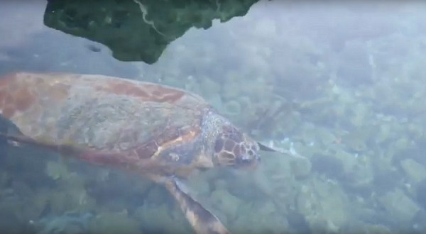 Facebook και Twitter κλαίνε από τα γέλια για την fake είδηση με την καρέτα - καρέτα