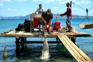 Το ΥπΑΑΤ «πουσάρει» την Οστρακοκαλλιέργεια με νέα χρηματοδοτικά εργαλεία
