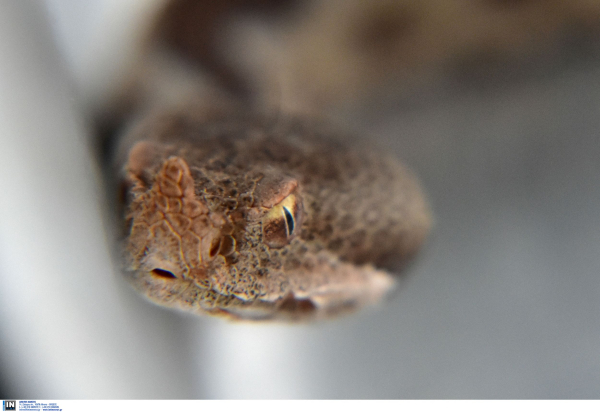 Οχιά δάγκωσε άνδρα στην Πάτρα, νοσηλεύεται σε κρίσιμη κατάσταση