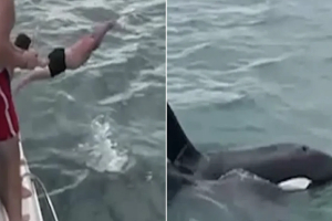 «Κραυγαλέο παράδειγμα ηλιθιότητας»: Προσπάθησε να πέσει πάνω σε όρκα, πηδώντας από σκάφος