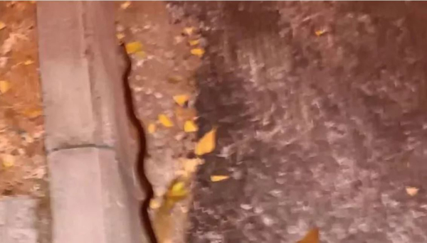 Φίδι εμφανίστηκε στο κέντρο της Κοζάνης - Το μάζεψε με τσιμπίδα η Πυροσβεστική