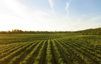 Declining Employment in Greece’s Agricultural Sector