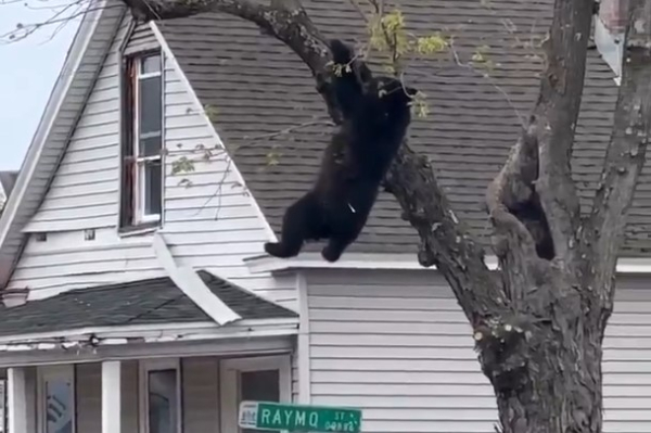 Νέα Υόρκη: Αρκούδα εγκλωβίστηκε σε δέντρο για ώρες – Εντυπωσιακή επιχείρηση για τη διάσωσή της (Βίντεο)