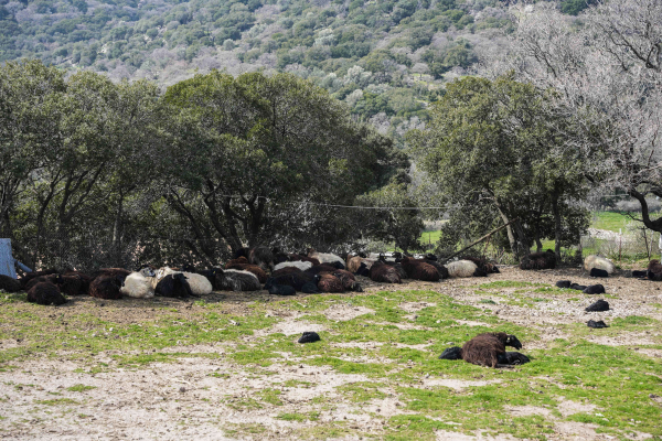 Λέσβος: Επιβεβαιώθηκε και δεύτερο κρούσμα αφθώδους πυρετού - Θα θανατωθούν εκατοντάδες ζώα
