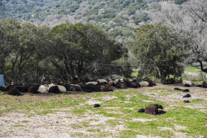 Λέσβος: Επιβεβαιώθηκε και δεύτερο κρούσμα αφθώδους πυρετού - Θα θανατωθούν εκατοντάδες ζώα