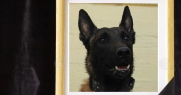 Σκότωσαν τον σκύλο που βρήκε τη σορό του Μπάμπη Κούτσικου και συμμετείχε στις έρευνες για τον Βασίλη Καλογήρου