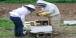Νέα προγράμματα μελισσοκομίας 2014