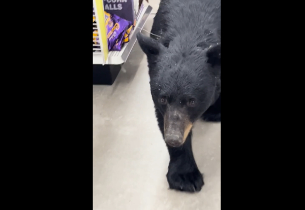 Αρκούδα μπήκε σε σούπερ μάρκετ στο Νιου Τζέρσεϊ - «Αυτό δεν είναι καλό» (Βίντεο)