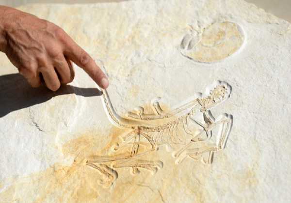 Bρέθηκε ουρά δεινοσαύρου παγιδευμένη και διατηρημένη σε απολιθωμένη ρυτίνη