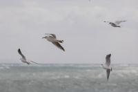 Ξεπέρασαν τα 100 χλμ την ώρα οι ριπές των ανέμων στην Αττική