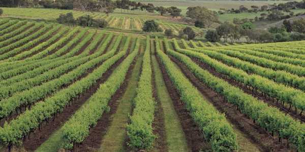 Βεβαιώσεις αμπελοκαλλιέργειας από το δήμο Κοζάνης