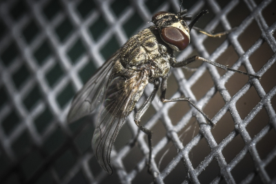 Επιστήμονες δημιούργησαν μύγες με «παρθενογένεση»!