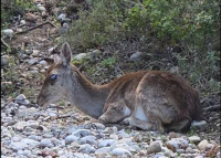 Ρόδος: Συγκινητική διάσωση τραυματισμένης ελαφίνας σε δύσβατη περιοχή (Βίντεο)