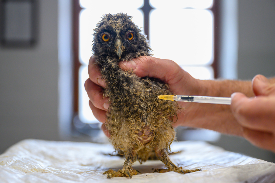 Έκτακτα μέτρα στην Βραζιλία: Νέα κρούσματα γρίπης των πουλερικών - Απειλή νέας πανδημίας