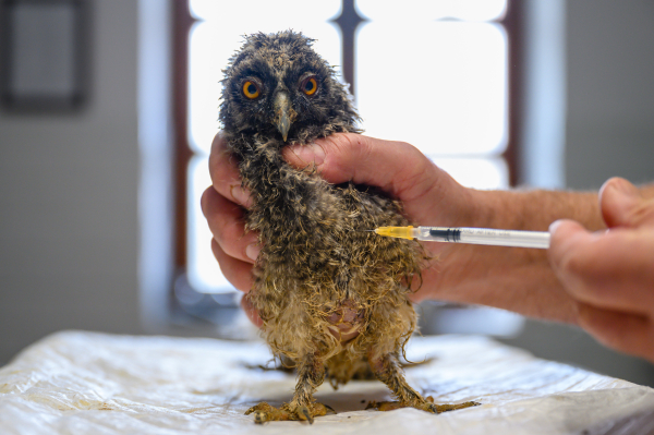 Έκτακτα μέτρα στην Βραζιλία: Νέα κρούσματα γρίπης των πουλερικών - Απειλή νέας πανδημίας