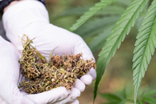 Κάνναβη: Τι δείχνει νέα μελέτη για τις επιπτώσεις της χρήσης της στη μνήμη