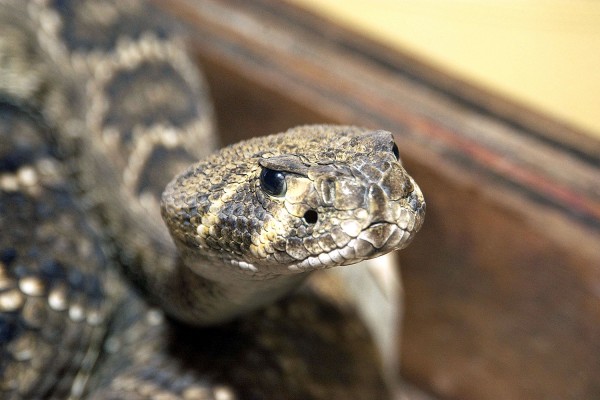 Γιατί τελικά γέμισε φίδια η πόλη της Λάρισας