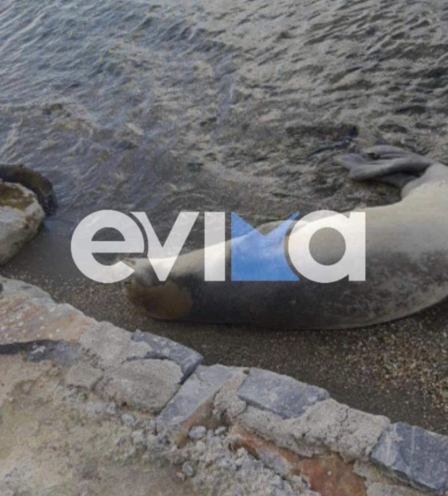 Εύβοια: Δύο νεκρές φώκιες ξεβράστηκαν σε παραλία στο Λευκαντί (εικόνα)