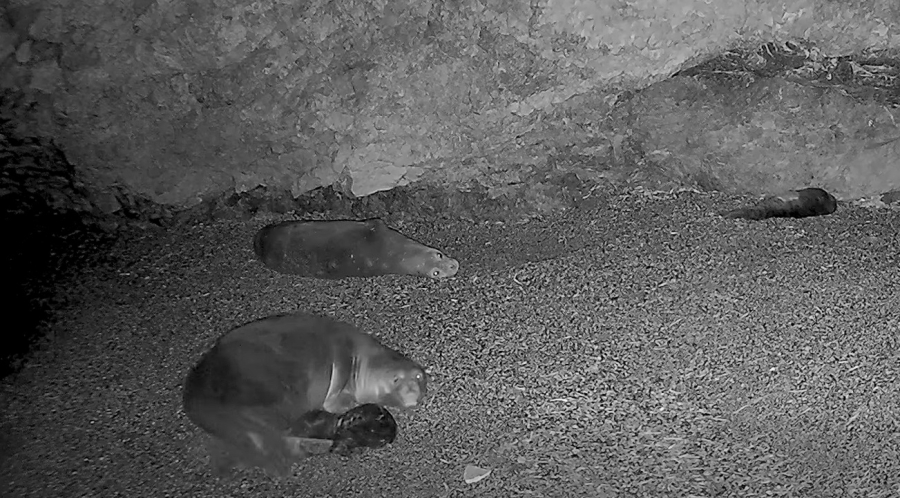 Αλόννησος: Γεννητούρια στην παραλία «βρεφονηπιακό σταθμό» που επιλέγουν οι φώκιες (video)