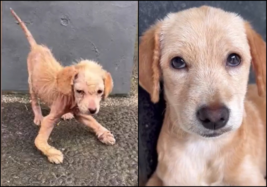 Η αγάπη... σώζει ζωές! Η απίστευτη μεταμόρφωση ενός κουταβιού που βρέθηκε σε δραματική κατάσταση