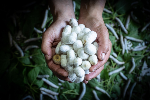 Αρναούτογλου: Πλήγμα στη σηροτροφία του Έβρου λόγω των καθυστερήσεων του ΟΠΕΚΕΠΕ - Ερώτηση προς την Κομισιόν