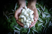 Αρναούτογλου: Πλήγμα στη σηροτροφία του Έβρου λόγω των καθυστερήσεων του ΟΠΕΚΕΠΕ - Ερώτηση προς την Κομισιόν