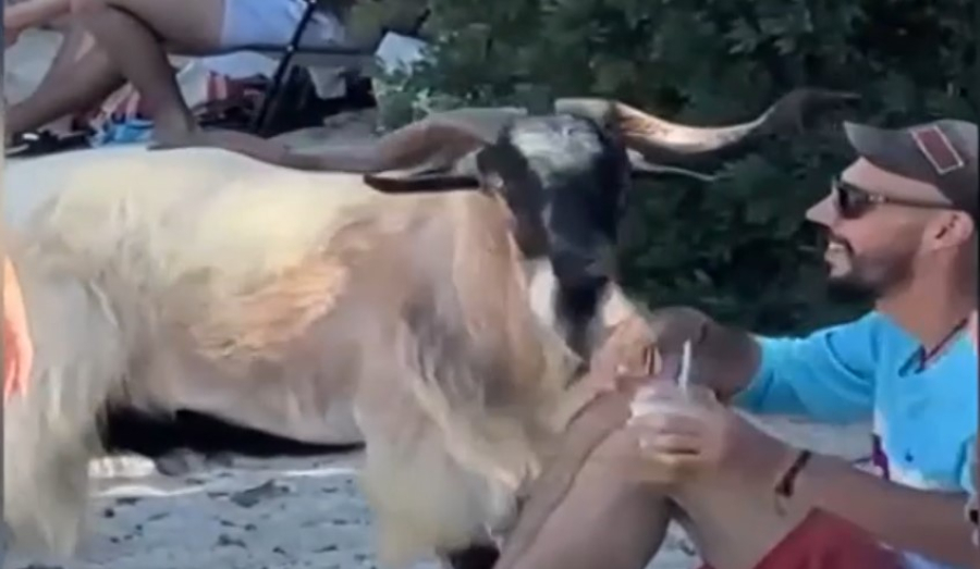 Viral βίντεο: Κατσίκα πίνει… μοχίτο σε παραλία της Κρήτης
