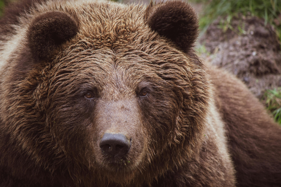 Σλοβακία: Πέντε τραυματίες μετά από επίθεση αρκούδας σε τουριστική πόλη