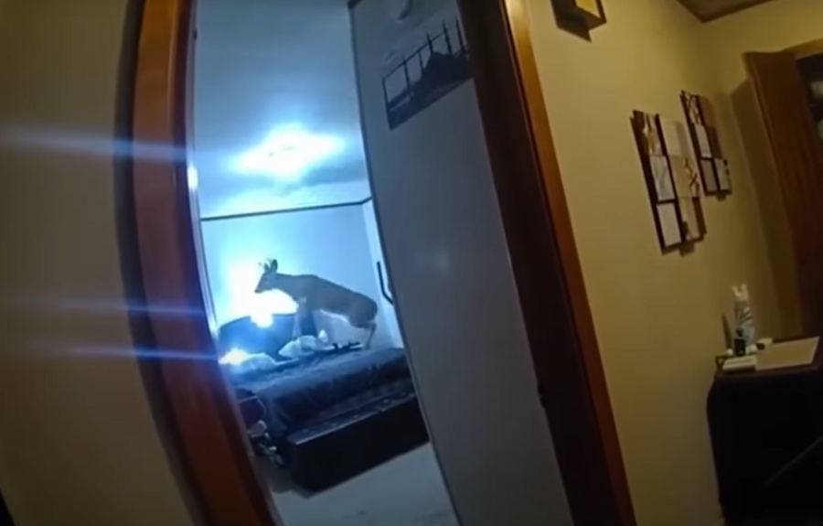 Ο «διαρρήκτης» ήταν ελάφι - Η αντίδραση των αστυνομικών (Βίντεο)