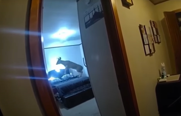 Ο «διαρρήκτης» ήταν ελάφι - Η αντίδραση των αστυνομικών (Βίντεο)