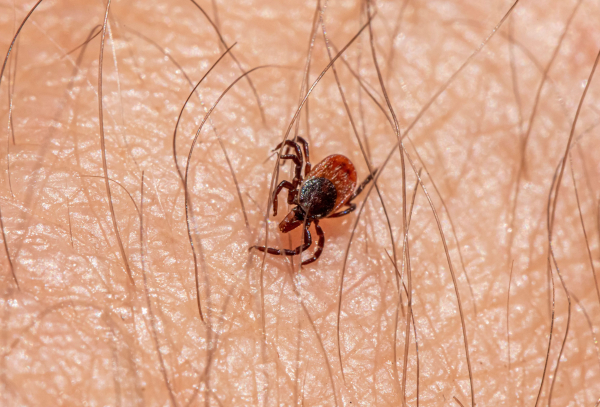 Έξι εκατομμύρια ευρωπαϊκή χρηματοδότηση στην Κρήτη για έρευνα σε επικίνδυνα τσιμπούρια