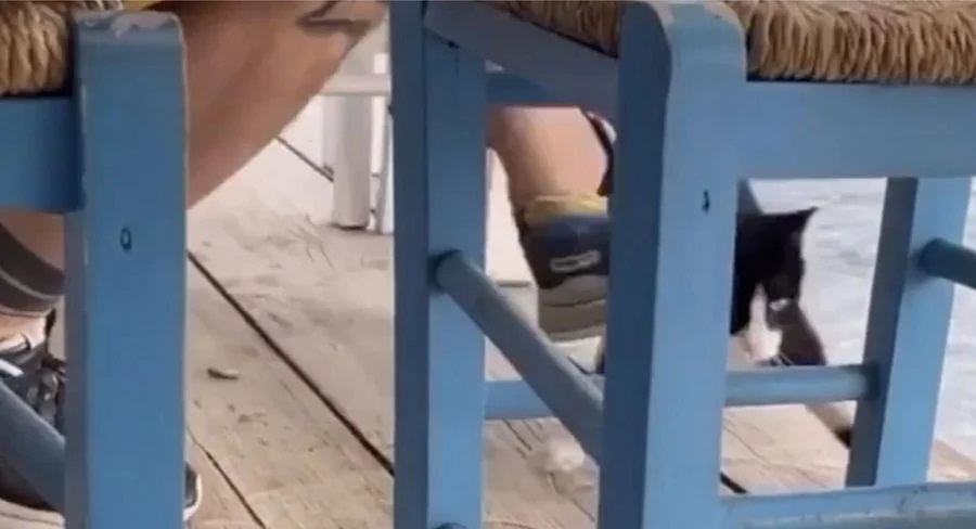 Θεοδωρικάκος για Αιδηψό: «Οι ένοχοι θα τιμωρηθούν»