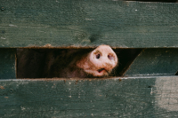 Ισπανία: Ανιχνεύθηκαν τα πρώτα από το 1994 κρούσματα αφρικανικής πανώλης των χοίρων