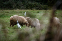 Αφθώδης πυρετός: Έκτακτα μέτρα στο Βόρειο Αιγαίο λόγω κρούσματος στην Τουρκία