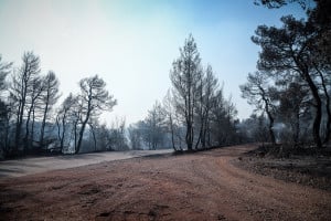 Φωτιά στην Εύβοια: Ανυπολόγιστη καταστροφή - Στάχτη περισσότερα από 25.000 στρέμματα