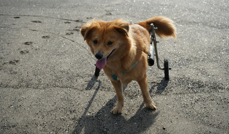 «Μπορώ κι εγώ»: Μια έκθεση που στηρίζει τα ζώα με αναπηρία