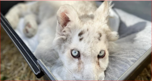 Παρέμβαση εισαγγελέα για το λευκό τιγράκι - Βελτιώνεται η υγεία του ζώου