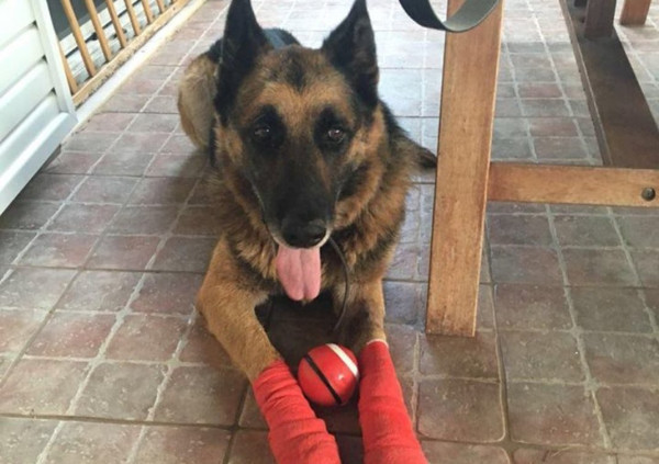 Photo: facebook dog's voice