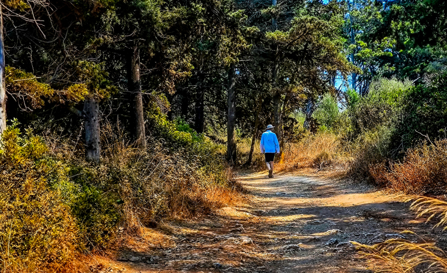 Την υγεία όλων των ελληνικών δασών χαρτογραφούν επιστήμονες στο ΑΠΘ