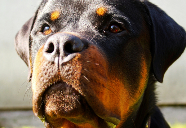 Καλαμάτα: Μάχη για τη ζωή του δίνει ο 76χρονος που του επιτέθηκε ροτβάιλερ