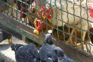Κρούσμα της γρίπης των πτηνών σε κότα στη νότια Ελλάδα