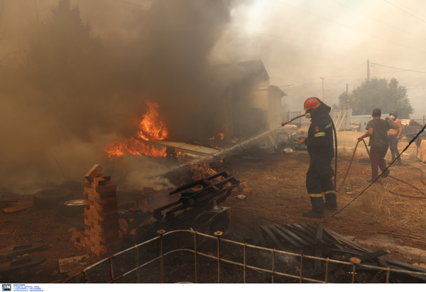 Εισαγγελική παρέμβαση για τα δεκάδες καμένα ζώα σε καταφύγιο στο Λαγονήσι