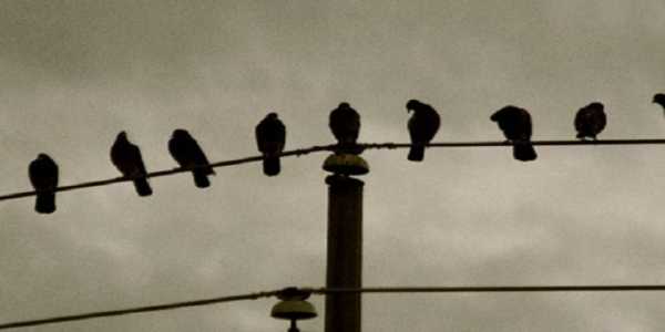 Το ήξερες; Γιατί τα πουλιά δεν παθαίνουν ηλεκτροπληξία στα καλώδια της ΔΕΗ