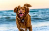 Έντονες αντιδράσεις για τα πρόστιμα DNA στα κατοικίδια: Τι πρέπει να κάνουν οι ιδιοκτήτες