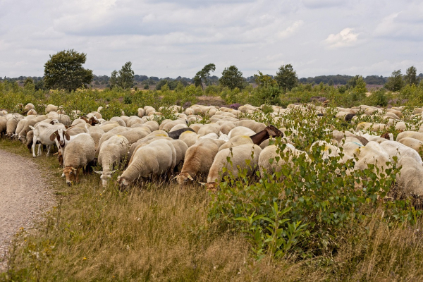 Συναγερμός στις κτηνιατρικές αρχές της Ηλείας: 1000 πρόβατα θανατώθηκαν λόγω ευλογιάς