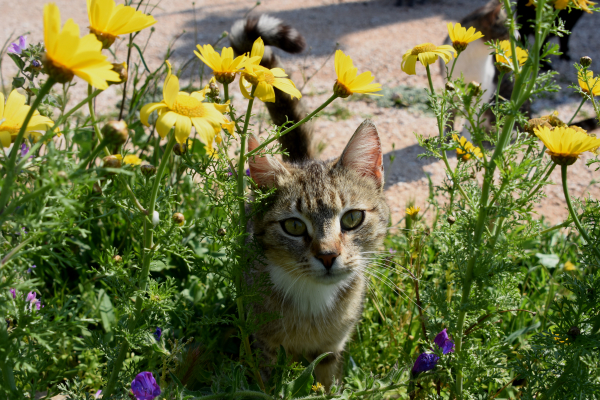 Τι αλλάζει με τα κατοικίδια: Στείρωση ή αποστολή DNA και «φακέλωμα» έναντι 150 ευρώ