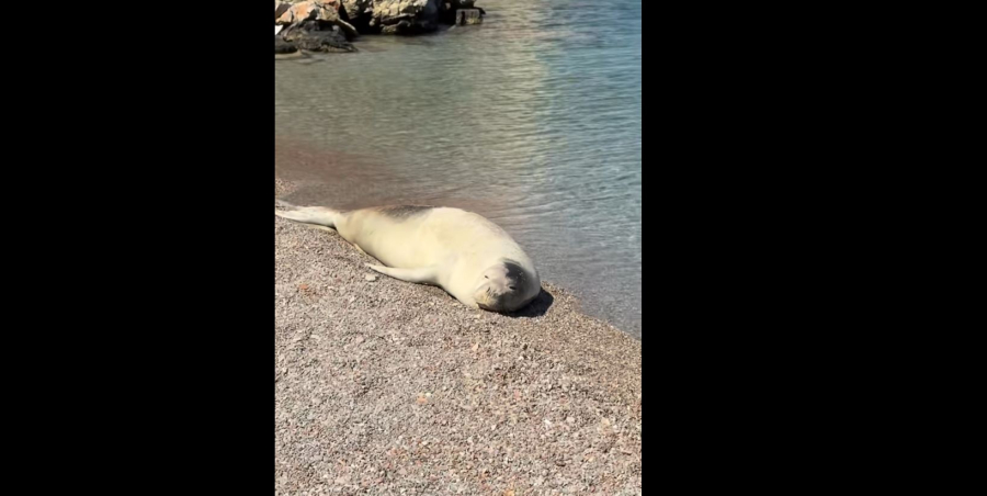 Φώκια κάνει... ηλιοθεραπεία παρέα με λουόμενους σε παραλία της Σύμης