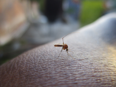 Οι 6+1 λόγοι που σας τσιμπούν τα κουνούπια