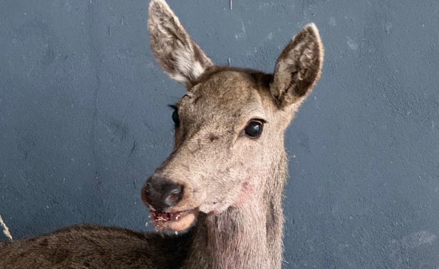 Πάρνηθα: Ελάφι βρέθηκε τραυματισμένο στο πάρκινγκ του τελεφερίκ (Εικόνες)