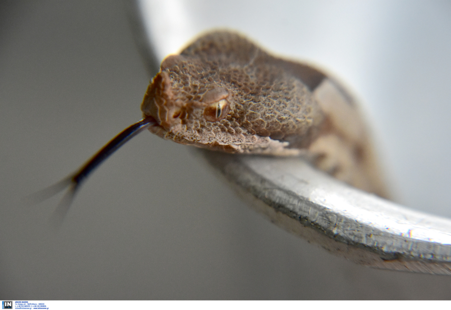 Φίδι δάγκωσε παιδί 3,5 ετών σε αυλή ταβέρνας στα Τρίκαλα